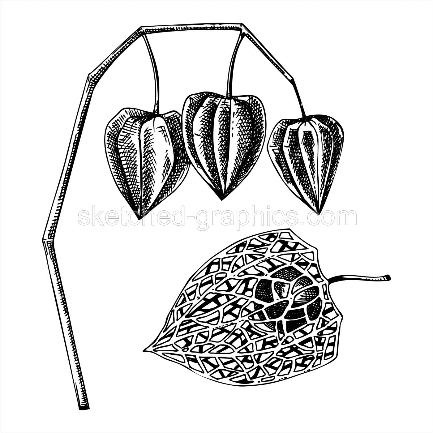 Decorative autumn plant sketch. Sketched physalis drawing. Hand drawn botanical element in vintage style. Sketched fall leaves illustrations. For Thanksgiving day design. Illustration